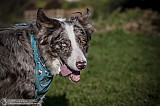 Canine Photography www.k9action.eu FOTOGRAFIA PSW | CANINE PHOTOGRAPHY
