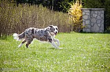 Canine Photography www.k9action.eu FOTOGRAFIA PSW | CANINE PHOTOGRAPHY