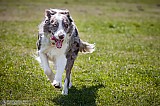 Canine Photography www.k9action.eu FOTOGRAFIA PSW | CANINE PHOTOGRAPHY