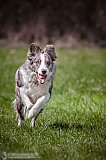 Canine Photography www.k9action.eu FOTOGRAFIA PSW | CANINE PHOTOGRAPHY