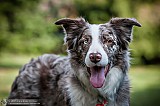 Canine Photography www.k9action.eu FOTOGRAFIA PSW | CANINE PHOTOGRAPHY