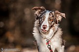 Canine Photography www.k9action.eu FOTOGRAFIA PSW | CANINE PHOTOGRAPHY