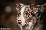 Canine Photography www.k9action.eu FOTOGRAFIA PSW | CANINE PHOTOGRAPHY