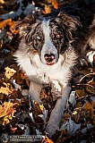 Canine Photography www.k9action.eu FOTOGRAFIA PSW | CANINE PHOTOGRAPHY