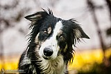 Canine Photography www.k9action.eu FOTOGRAFIA PSW | CANINE PHOTOGRAPHY