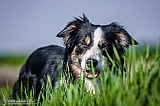 Canine Photography www.k9action.eu FOTOGRAFIA PSW | CANINE PHOTOGRAPHY
