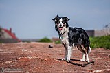 Canine Photography www.k9action.eu FOTOGRAFIA PSW | CANINE PHOTOGRAPHY