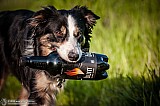 Canine Photography www.k9action.eu FOTOGRAFIA PSW | CANINE PHOTOGRAPHY