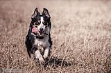 Canine Photography www.k9action.eu FOTOGRAFIA PSW | CANINE PHOTOGRAPHY