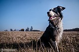 Canine Photography www.k9action.eu FOTOGRAFIA PSW | CANINE PHOTOGRAPHY