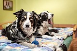 Canine Photography www.k9action.eu FOTOGRAFIA PSW | CANINE PHOTOGRAPHY