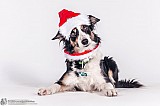 Canine Photography www.k9action.eu FOTOGRAFIA PSW | CANINE PHOTOGRAPHY