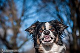 Canine Photography www.k9action.eu FOTOGRAFIA PSW | CANINE PHOTOGRAPHY