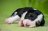 Canine Photography www.k9action.eu FOTOGRAFIA PSW | CANINE PHOTOGRAPHY