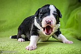 Canine Photography www.k9action.eu FOTOGRAFIA PSW | CANINE PHOTOGRAPHY