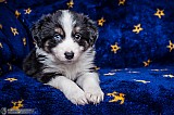 Canine Photography www.k9action.eu FOTOGRAFIA PSW | CANINE PHOTOGRAPHY