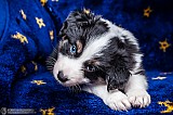 Canine Photography www.k9action.eu FOTOGRAFIA PSW | CANINE PHOTOGRAPHY