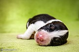 Canine Photography www.k9action.eu FOTOGRAFIA PSW | CANINE PHOTOGRAPHY