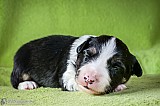 Canine Photography www.k9action.eu FOTOGRAFIA PSW | CANINE PHOTOGRAPHY