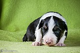 Canine Photography www.k9action.eu FOTOGRAFIA PSW | CANINE PHOTOGRAPHY