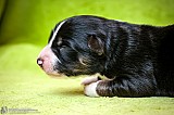 Canine Photography www.k9action.eu FOTOGRAFIA PSW | CANINE PHOTOGRAPHY