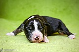 Canine Photography www.k9action.eu FOTOGRAFIA PSW | CANINE PHOTOGRAPHY