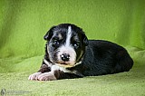 Canine Photography www.k9action.eu FOTOGRAFIA PSW | CANINE PHOTOGRAPHY