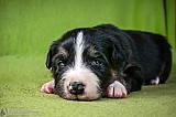 Canine Photography www.k9action.eu FOTOGRAFIA PSW | CANINE PHOTOGRAPHY