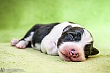 Canine Photography www.k9action.eu FOTOGRAFIA PSW | CANINE PHOTOGRAPHY
