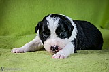 Canine Photography www.k9action.eu FOTOGRAFIA PSW | CANINE PHOTOGRAPHY