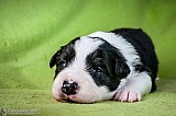 Canine Photography www.k9action.eu FOTOGRAFIA PSW | CANINE PHOTOGRAPHY