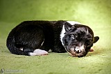 Canine Photography www.k9action.eu FOTOGRAFIA PSW | CANINE PHOTOGRAPHY