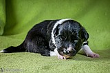 Canine Photography www.k9action.eu FOTOGRAFIA PSW | CANINE PHOTOGRAPHY