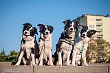 Canine Photography www.k9action.eu FOTOGRAFIA PSW | CANINE PHOTOGRAPHY