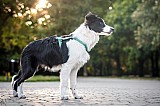 Canine Photography www.k9action.eu FOTOGRAFIA PSW | CANINE PHOTOGRAPHY