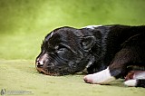 Canine Photography www.k9action.eu FOTOGRAFIA PSW | CANINE PHOTOGRAPHY
