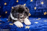 Canine Photography www.k9action.eu FOTOGRAFIA PSW | CANINE PHOTOGRAPHY