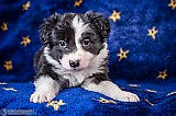 Canine Photography www.k9action.eu FOTOGRAFIA PSW | CANINE PHOTOGRAPHY