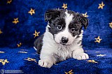 Canine Photography www.k9action.eu FOTOGRAFIA PSW | CANINE PHOTOGRAPHY