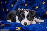 Canine Photography www.k9action.eu FOTOGRAFIA PSW | CANINE PHOTOGRAPHY