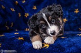 Canine Photography www.k9action.eu FOTOGRAFIA PSW | CANINE PHOTOGRAPHY