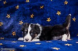 Canine Photography www.k9action.eu FOTOGRAFIA PSW | CANINE PHOTOGRAPHY