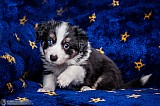 Canine Photography www.k9action.eu FOTOGRAFIA PSW | CANINE PHOTOGRAPHY
