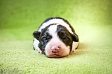 Canine Photography www.k9action.eu FOTOGRAFIA PSW | CANINE PHOTOGRAPHY