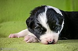 Canine Photography www.k9action.eu FOTOGRAFIA PSW | CANINE PHOTOGRAPHY