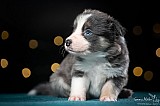 Canine Photography www.k9action.eu FOTOGRAFIA PSW | CANINE PHOTOGRAPHY