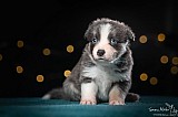 Canine Photography www.k9action.eu FOTOGRAFIA PSW | CANINE PHOTOGRAPHY