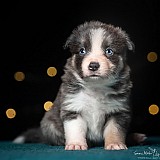 Canine Photography www.k9action.eu FOTOGRAFIA PSW | CANINE PHOTOGRAPHY