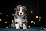 Canine Photography www.k9action.eu FOTOGRAFIA PSW | CANINE PHOTOGRAPHY