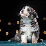Canine Photography www.k9action.eu FOTOGRAFIA PSW | CANINE PHOTOGRAPHY